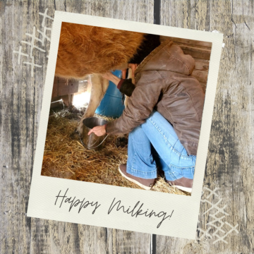 Milking my Jersey Cow for the first time!