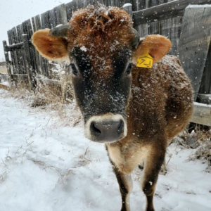 Jersey heifer cow in snow pregnant