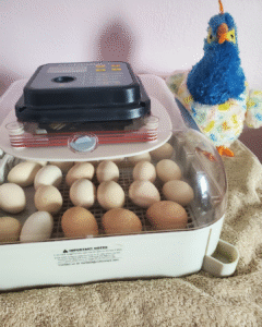 chicken eggs in incubator