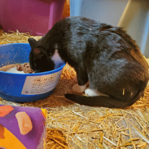Black & White Cat Eating food
