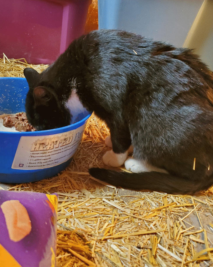 Black & White Cat Eating food